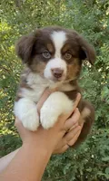 Jaden, a male Miniature Australian Shepherd for sale in Billings, MT – 1 of 2