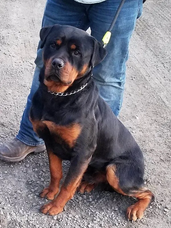 Nora – Rottweiler puppy for sale in Billings, MT