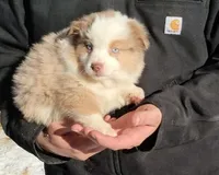 Coral, a female Miniature Australian Shepherd for sale in Billings, MT – Photo 1 of 2