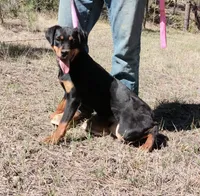 Jazzy, a female Rottweiler and Labrador Retriever for sale in Billings, MT – 2 of 2
