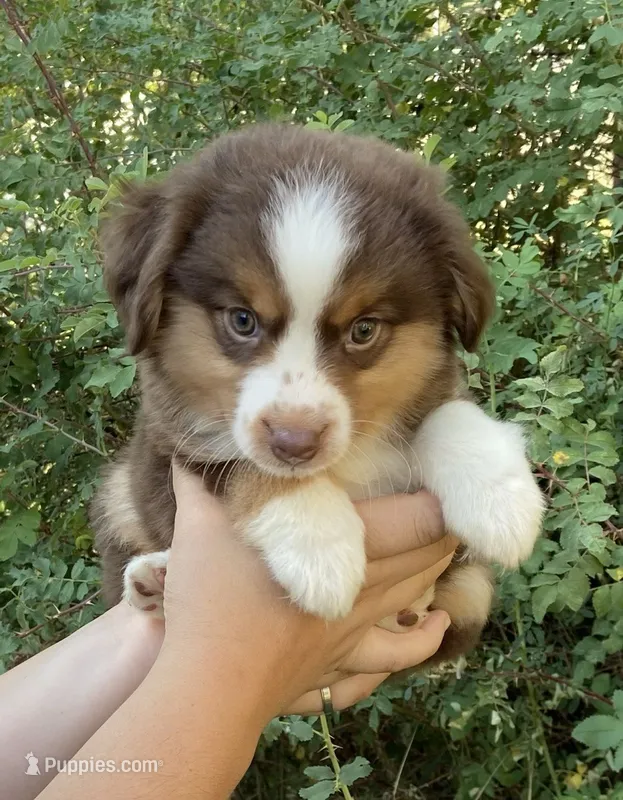 Wiggles – Miniature Australian Shepherd puppy for sale in Billings, MT