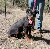 Honey, a female Rottweiler and Labrador Retriever for sale in Billings, MT – 3 of 3