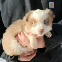Jasper Jr, a male Miniature Australian Shepherd for sale in Billings, MT – 1 of 1