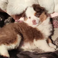 Tig, a male Miniature Australian Shepherd for sale in Billings, MT – 1 of 1