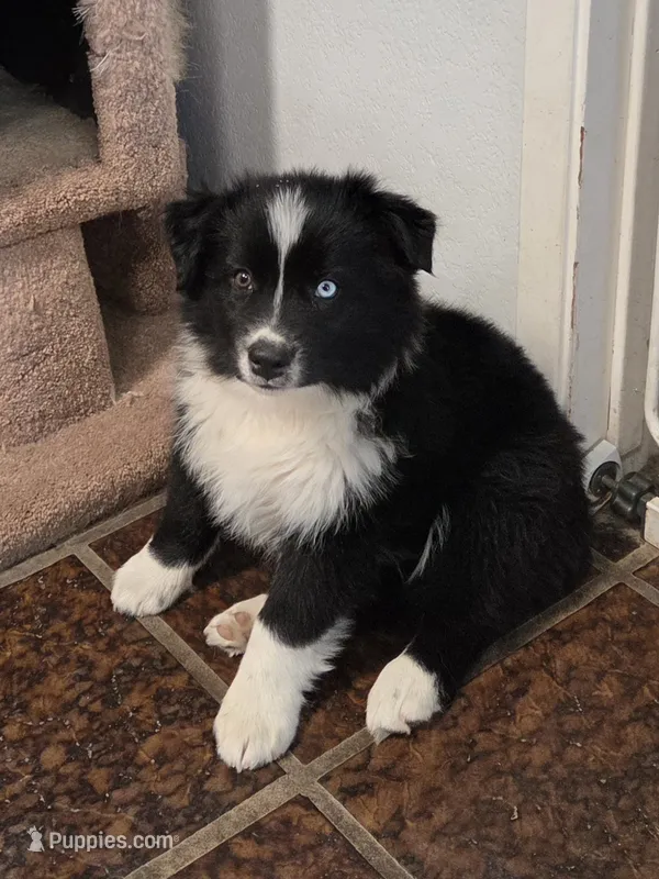 Lucky – Australian Shepherd puppy for sale in Lemoore, CA