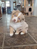 Clover, a female Australian Shepherd for sale in Lemoore, CA – Photo 1 of 2