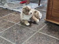 Clover, a female Australian Shepherd for sale in Lemoore, CA – Photo 2 of 2