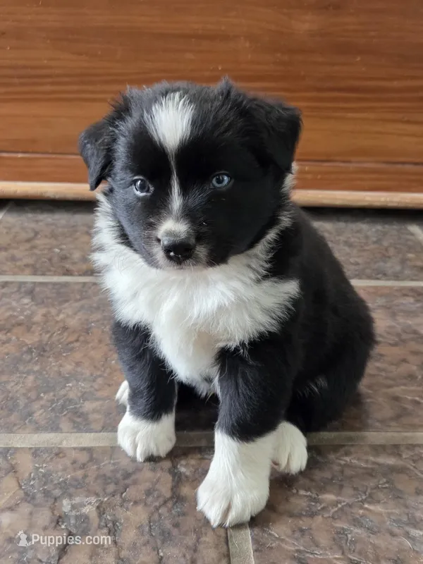 Lucky – Australian Shepherd puppy for sale in Lemoore, CA