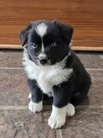 Lucky, a male Australian Shepherd for sale in Lemoore, CA – Photo 1 of 2