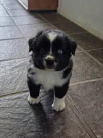 Lucky, a male Australian Shepherd for sale in Lemoore, CA – Photo 2 of 2