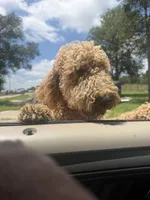 Leah, a female Goldendoodle for sale in Austin, TX – 7 of 7