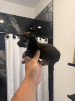 Mia, a  Chihuahua for sale in Austin, TX – Photo 2 of 4