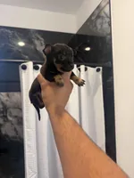 Mia, a  Chihuahua for sale in Austin, TX – Photo 1 of 4