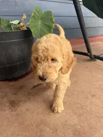 Leo, a male Goldendoodle for sale in Austin, TX – 3 of 3