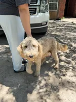 Leah, a female Goldendoodle for sale in Austin, TX – 5 of 7