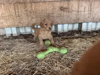 Leah, a female Goldendoodle for sale in Austin, TX – 3 of 7