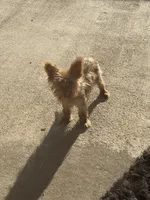 Lola, a  Yorkipoo for sale in Austin, TX – Photo 3 of 4