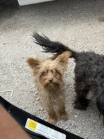 Lola, a  Yorkipoo for sale in Austin, TX – Photo 1 of 4