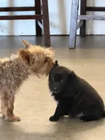 Lola, a  Yorkipoo for sale in Austin, TX – Photo 4 of 4