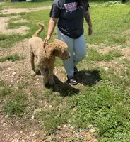 Leo, a male Goldendoodle for sale in Austin, TX – 5 of 5