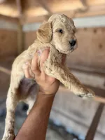 Leo, a male Goldendoodle for sale in Austin, TX – 3 of 5