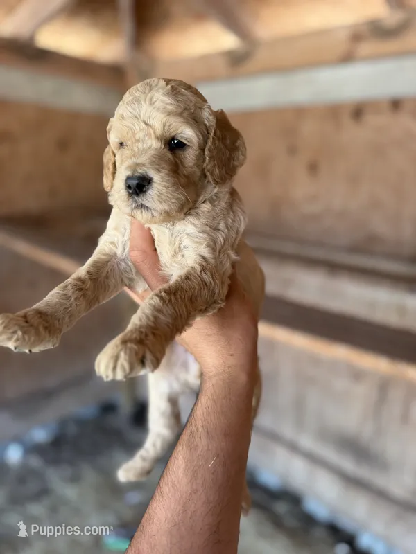 Leo – Goldendoodle puppy for sale in Austin, TX