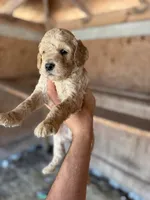 Leo, a male Goldendoodle for sale in Austin, TX – 1 of 5