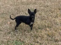 Leo, a male Chihuahua for sale in Austin, TX – Photo 4 of 5