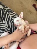 Leo, a male Chihuahua for sale in Austin, TX – Photo 5 of 5