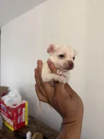 Leo, a male Chihuahua for sale in Austin, TX – Photo 2 of 5