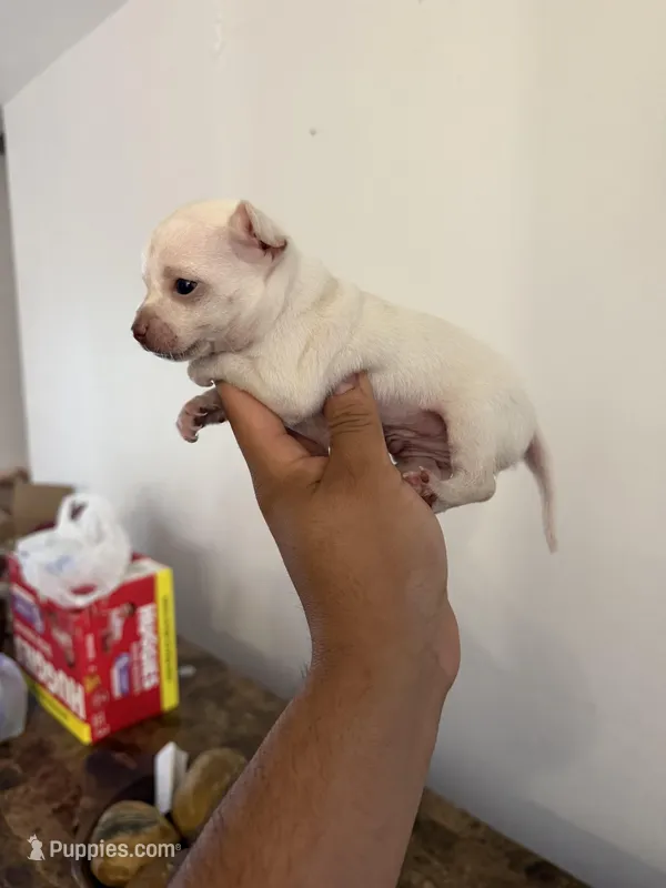 Leo – Chihuahua puppy for sale in Austin, TX