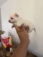 Leo, a male Chihuahua for sale in Austin, TX – Photo 1 of 5