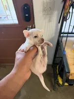 Leo, a male Chihuahua for sale in Austin, TX – Photo 3 of 5