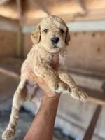 Leo, a male Goldendoodle for sale in Austin, TX – 2 of 5