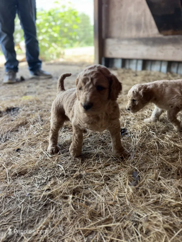 Leah – Goldendoodle puppy for sale in Austin, TX