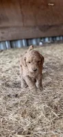 Leah, a female Goldendoodle for sale in Austin, TX – 2 of 7