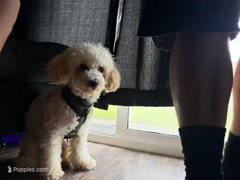 Sasuke – Maltipoo puppy for sale in Austin, TX