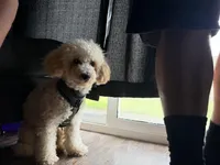 Sasuke, a male Maltipoo for sale in Austin, TX – Photo 3 of 3