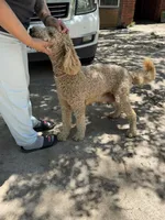 Leah, a female Goldendoodle for sale in Austin, TX – 4 of 7