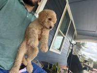 Leo, a male Goldendoodle for sale in Austin, TX – 1 of 3