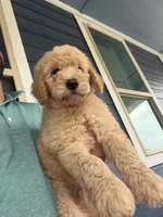 Leo, a male Goldendoodle for sale in Austin, TX – 2 of 3