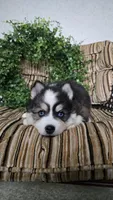 Rainbow, a female Pomsky for sale in Belmont, WI – Photo 3 of 7
