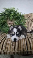 Rainbow, a female Pomsky for sale in Belmont, WI – Photo 2 of 7