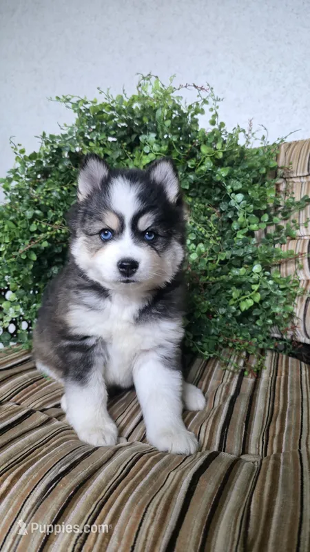 Rainbow – Pomsky puppy for sale in Belmont, WI