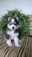 Rainbow, a female Pomsky for sale in Belmont, WI – Photo 1 of 7