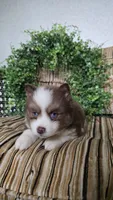 Patrick, a male Pomsky for sale in Belmont, WI – Photo 3 of 5