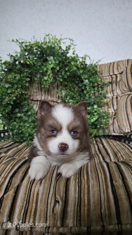 Patrick – Pomsky puppy for sale in Belmont, WI