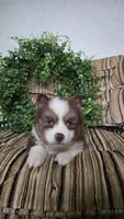 Patrick, a male Pomsky for sale in Belmont, WI – Photo 1 of 5