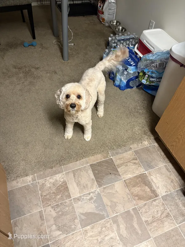 Kenzo – Cavapoo puppy for sale in Fort Wayne, IN
