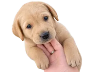 Buster, a male Goldendoodle for sale in Lincolnton, GA – 2 of 2